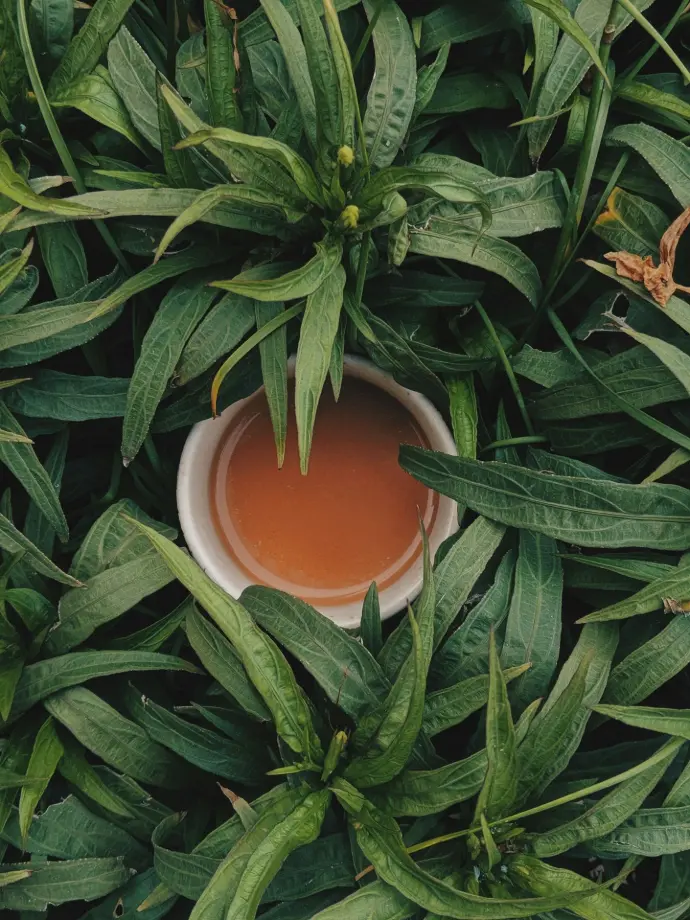A small white bowl of amber liquid nestled among dense green leaves