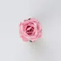 blooming pink flower